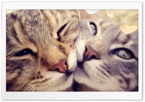 Cats Love Ultra HD Wallpaper for 4K UHD Widescreen desktop, tablet & smartphone