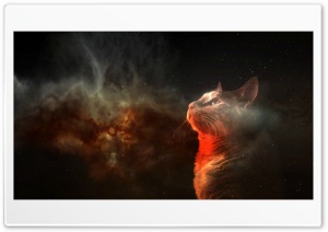 Cats Space Ultra HD Wallpaper for 4K UHD Widescreen desktop, tablet & smartphone