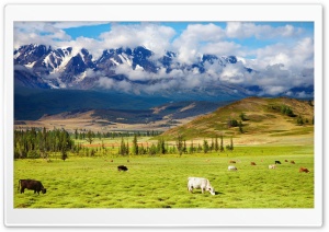 Cattle, Pasture Ultra HD Wallpaper for 4K UHD Widescreen desktop, tablet & smartphone
