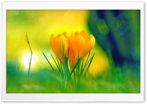 Ccrocus Ultra HD Wallpaper for 4K UHD Widescreen desktop, tablet & smartphone