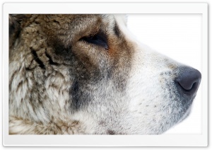 Central Asian Shepherd Dog Ultra HD Wallpaper for 4K UHD Widescreen desktop, tablet & smartphone