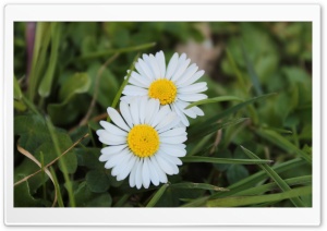 C'est le printemps! Ultra HD Wallpaper for 4K UHD Widescreen desktop, tablet & smartphone