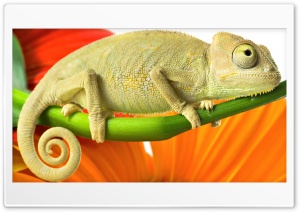 Chameleon Ultra HD Wallpaper for 4K UHD Widescreen desktop, tablet & smartphone