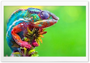 Chameleon Ultra HD Wallpaper for 4K UHD Widescreen desktop, tablet & smartphone
