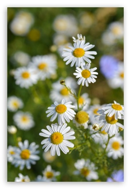 Chamomile UltraHD Wallpaper for Smartphone 3:2 DVGA HVGA HQVGA ( Apple PowerBook G4 iPhone 4 3G 3GS iPod Touch ) ; Mobile 3:2 - DVGA HVGA HQVGA ( Apple PowerBook G4 iPhone 4 3G 3GS iPod Touch ) ;