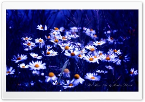 Chamomile Flowers Ultra HD Wallpaper for 4K UHD Widescreen desktop, tablet & smartphone