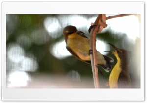 chatting birds Ultra HD Wallpaper for 4K UHD Widescreen desktop, tablet & smartphone
