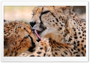 Cheetah Ultra HD Wallpaper for 4K UHD Widescreen desktop, tablet & smartphone