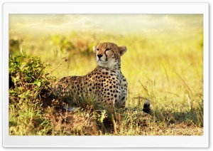 Cheetah Ultra HD Wallpaper for 4K UHD Widescreen desktop, tablet & smartphone