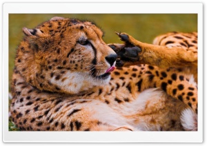 Cheetah Licking His Paw Ultra HD Wallpaper for 4K UHD Widescreen desktop, tablet & smartphone