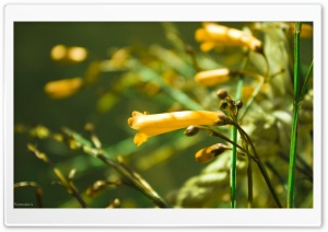 Cherishing Yellow Ultra HD Wallpaper for 4K UHD Widescreen desktop, tablet & smartphone
