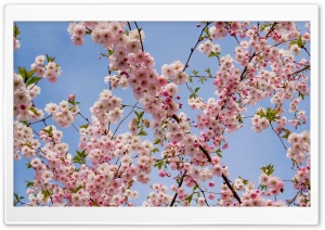 Cherry Ultra HD Wallpaper for 4K UHD Widescreen desktop, tablet & smartphone