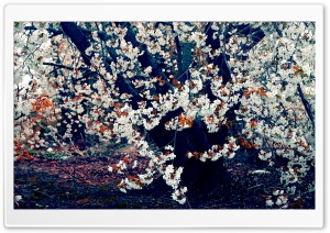 Cherry Blossom Ultra HD Wallpaper for 4K UHD Widescreen desktop, tablet & smartphone