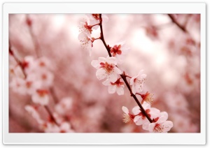 Cherry Blossom Ultra HD Wallpaper for 4K UHD Widescreen desktop, tablet & smartphone