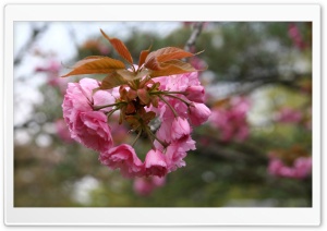 Cherry Blossom in Japan Ultra HD Wallpaper for 4K UHD Widescreen desktop, tablet & smartphone