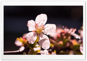 Cherry Blossom Sunlight Macro Ultra HD Wallpaper for 4K UHD Widescreen desktop, tablet & smartphone