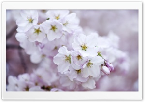 Cherry Blossoms Ultra HD Wallpaper for 4K UHD Widescreen desktop, tablet & smartphone