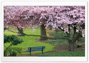 Cherry Blossoms Ultra HD Wallpaper for 4K UHD Widescreen desktop, tablet & smartphone