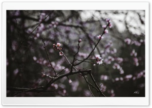 cherry blossoms... Ultra HD Wallpaper for 4K UHD Widescreen desktop, tablet & smartphone