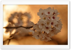 Cherry Blossoms, Sunset Ultra HD Wallpaper for 4K UHD Widescreen desktop, tablet & smartphone