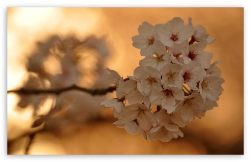 Cherry Blossoms, Sunset Ultra HD Desktop Background Wallpaper for 4K