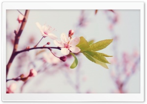 Cherry Flower Ultra HD Wallpaper for 4K UHD Widescreen desktop, tablet & smartphone