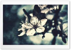 Cherry Flower, Bokeh Ultra HD Wallpaper for 4K UHD Widescreen desktop, tablet & smartphone