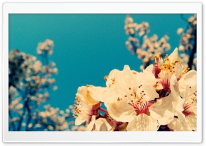 Cherry Flowers 1 Ultra HD Wallpaper for 4K UHD Widescreen desktop, tablet & smartphone