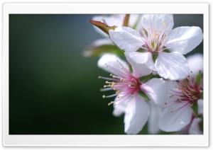 Cherry Flowers Macro Ultra HD Wallpaper for 4K UHD Widescreen desktop, tablet & smartphone