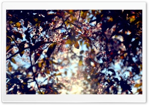 Cherry Plum Flowers, Spring Ultra HD Wallpaper for 4K UHD Widescreen desktop, tablet & smartphone