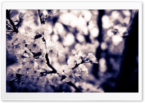 Cherry White Flowers Ultra HD Wallpaper for 4K UHD Widescreen desktop, tablet & smartphone