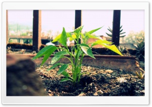 chillie_plant_growing Ultra HD Wallpaper for 4K UHD Widescreen desktop, tablet & smartphone