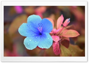 China Rose Ultra HD Wallpaper for 4K UHD Widescreen desktop, tablet & smartphone
