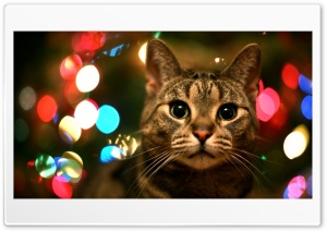 Christmas cat Ultra HD Wallpaper for 4K UHD Widescreen desktop, tablet & smartphone