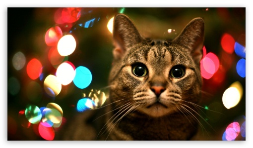 Christmas cat UltraHD Wallpaper for 8K UHD TV 16:9 Ultra High Definition 2160p 1440p 1080p 900p 720p ; Mobile 16:9 - 2160p 1440p 1080p 900p 720p ;