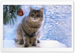 Christmas Cat Ultra HD Wallpaper for 4K UHD Widescreen desktop, tablet & smartphone