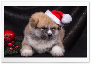 Christmas Puppy Ultra HD Wallpaper for 4K UHD Widescreen desktop, tablet & smartphone