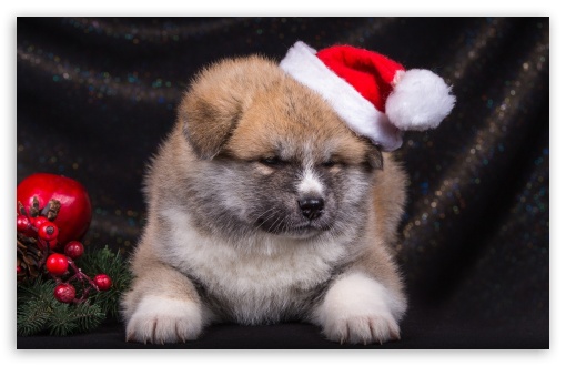Christmas Puppy UltraHD Wallpaper for Wide 16:10 Widescreen WHXGA WQXGA WUXGA WXGA ;