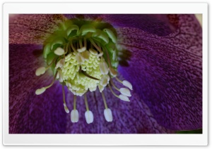 Christmas Rose Flower Macro Ultra HD Wallpaper for 4K UHD Widescreen desktop, tablet & smartphone