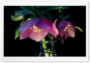 Christmas Rose Flowers Ultra HD Wallpaper for 4K UHD Widescreen desktop, tablet & smartphone