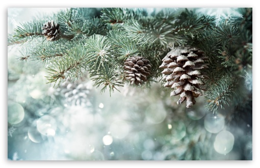 Sfondi Natalizi Hd Per Desktop.Christmas Tree Ultra Hd Desktop Background Wallpaper For 4k Uhd Tv Tablet Smartphone