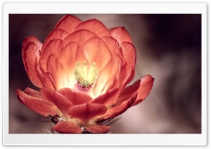 Claret Cup Cactus Ultra HD Wallpaper for 4K UHD Widescreen desktop, tablet & smartphone