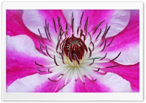 Clematis Ultra HD Wallpaper for 4K UHD Widescreen desktop, tablet & smartphone