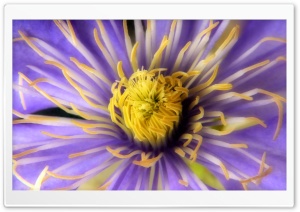 Clematis Close Up Flower Ultra HD Wallpaper for 4K UHD Widescreen desktop, tablet & smartphone