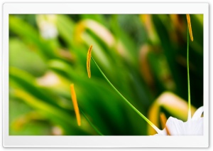 Close-up Ultra HD Wallpaper for 4K UHD Widescreen desktop, tablet & smartphone