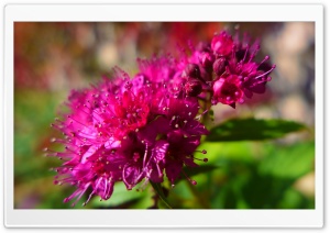 Close-up Flowers Ultra HD Wallpaper for 4K UHD Widescreen desktop, tablet & smartphone