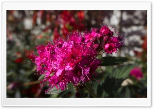 Close-up Flowers Ultra HD Wallpaper for 4K UHD Widescreen desktop, tablet & smartphone