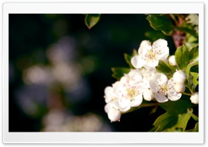 Close-Up Of A Blossom Tree Branch Ultra HD Wallpaper for 4K UHD Widescreen desktop, tablet & smartphone