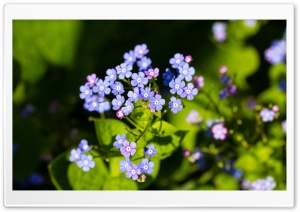 Close-up of Forget-me-nots flowers Ultra HD Wallpaper for 4K UHD Widescreen desktop, tablet & smartphone