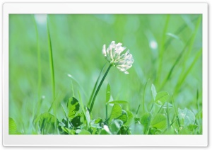 Clover Flower Ultra HD Wallpaper for 4K UHD Widescreen desktop, tablet & smartphone